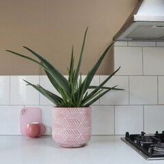 modern kitchen with aloe vera plant in pink pot