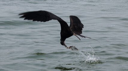 Pescando naturalmente ave con alimento 