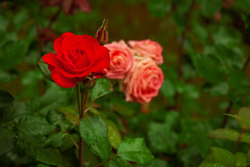 A large bud of a scarlet rose covered with drops of rain water on a green blurred background