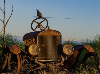 Plump Little Quail Checking the View from the Steering Wheel of an Old Model T at Daybreak.  The reflection of the sun in the headlights make it look like they're working.  