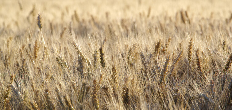 Soft White Wheat Almost Ready To Harvest. 