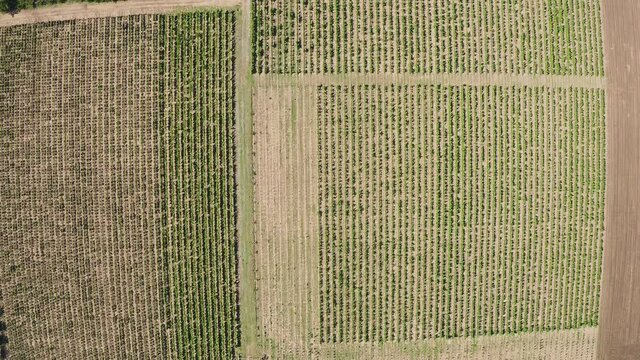 Drone shot of Romanian Vineyards in Murfatlar