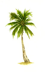 Coconut Palm Tree