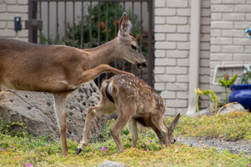 California Seal and Deer