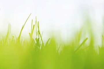 Background of soft green grass
