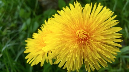 Yellow blooming large dandelion