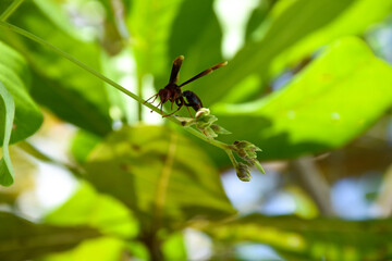 flying insect on top of tree