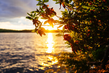 Sunset over a lake with trees