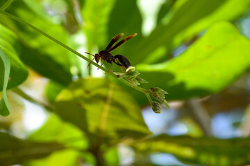 flying insect on top of tree