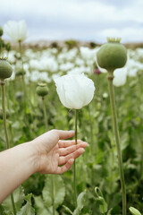 Woman holding white poppy in hand in the field. Blurred background