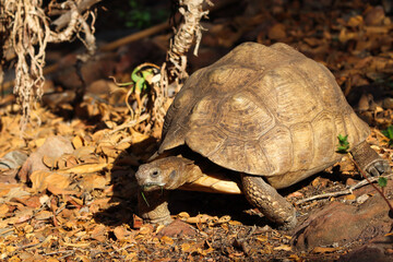 Leopard Tortoise In Natural Environment (Stigmochelys pardalis), Pretoria, South Africa