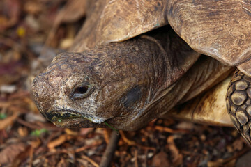 Aged African Leopard Tortoise Face (Stigmochelys pardalis), Pretoria, South Africa