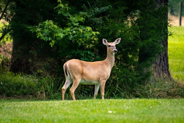 White Tailed Deer Doe grazing at wildlife sanctuary in Rome Georgia.