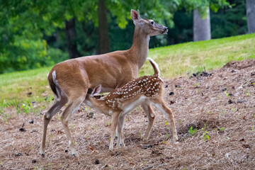 White-tailed deer fawn feeding in wooded area in wildlife refuge in Rome Georgia.