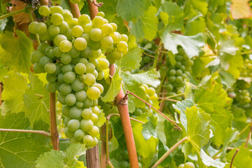 bunch of ripe sauvignon blanc grapes on vine in vineyard with blurred background and copy space