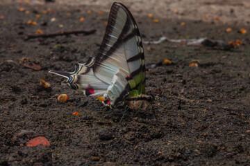 Obraz premium naturaleza sorprendente