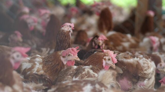 free range chickens at farm