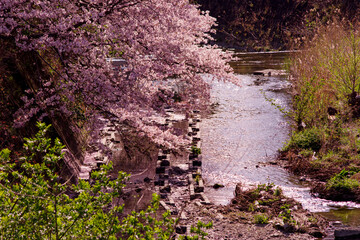 日本の河川・桜の咲く春の川の風景