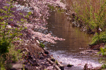 日本の河川・川岸に咲く桜と川べりの風景
