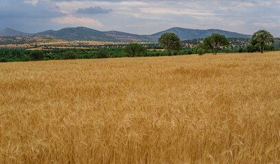 green wheat field