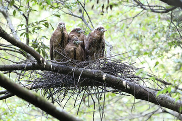 Japanese night heron (Gorsachius goisagi) nesting in Japan