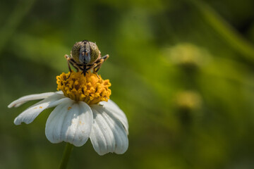 Close up image of hover fly pollinating daisy flower