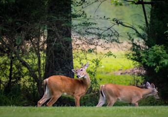 White Tailed Deer eating grass at wildlife park in Rome Georgia.