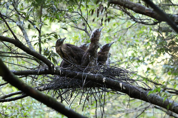 Japanese night heron (Gorsachius goisagi) nesting in Japan