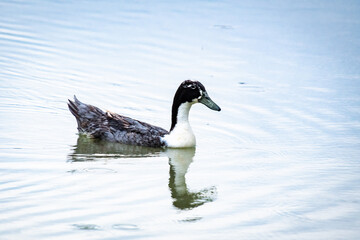 Hybrid Mallard Duck swimming in Garden Lake in Rome Georgia.