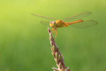 Yellow Dragonfly isolated on nature background