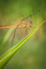 Side view of yellow dragonfly on macro image