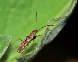Dirt-colored seed bug on a tree leaf at night. Found in certain locations in Central, South America and the USA they pollinate seeding plants.