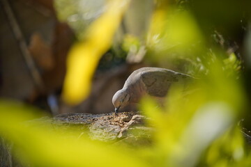 Bird Dove on a branch