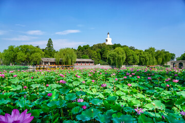 Fototapeta na wymiar White pagoda and lotus in Beihai Park, Beijing, China. The white pagoda and cruise ship in Beihai Park, Beijing