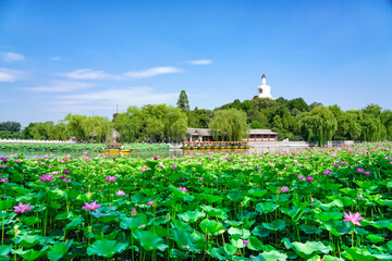 White pagoda and lotus in Beihai Park, Beijing, China. The white pagoda and cruise ship in Beihai Park, Beijing