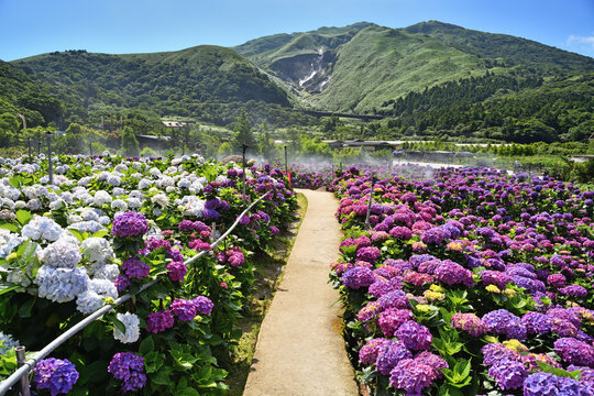 Hydrangea flowers are blooming beautifully in Yangmingshan National Park, Taiwan.   