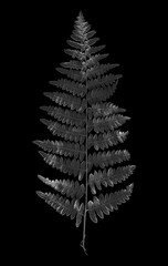 Fern leaf, black and white