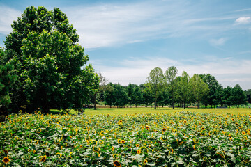 Obraz premium Sunflower field with green tree forest in Korea