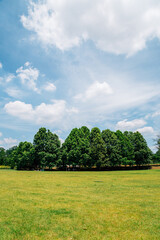 Green tree forest on grass field in Korea