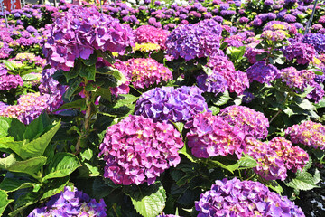 Hydrangea flowers are blooming beautifully in Yangmingshan National Park, Taiwan.   