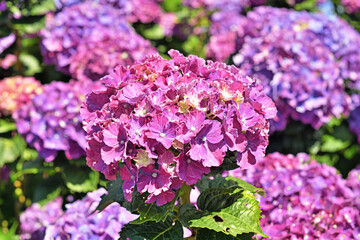 Hydrangea flowers are blooming beautifully in Yangmingshan National Park, Taiwan.   