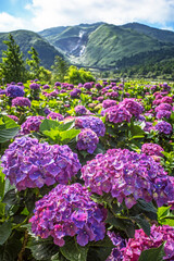 Hydrangea flowers are blooming beautifully in Yangmingshan National Park, Taiwan.   