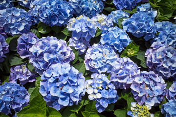 Hydrangea flowers are blooming beautifully in Yangmingshan National Park, Taiwan.   