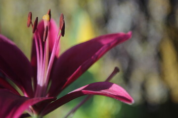 Fototapeta premium dark red lily from side angle