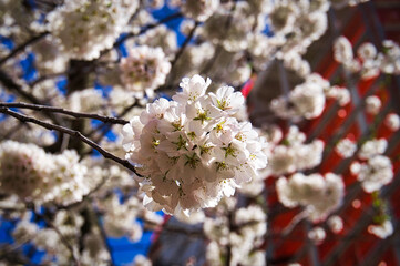 blooming cherry tree