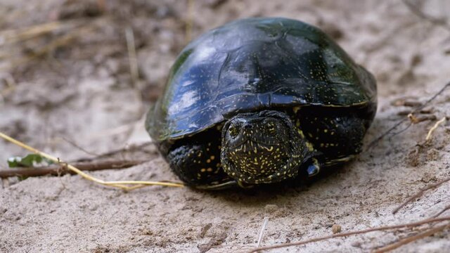 รูปภาพPelomedusa เลือกดูภาพถ่ายสต็อก เวกเตอร์ และวิดีโอ112 Adobe Stock