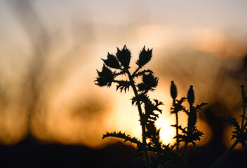 Plant silhouette at sunset