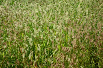 草原に密集して繫殖、生えるげじげじ草の模様