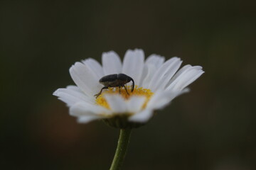 bug on a daisy flower