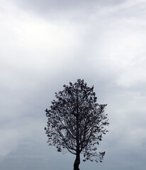 雨に立つ木
